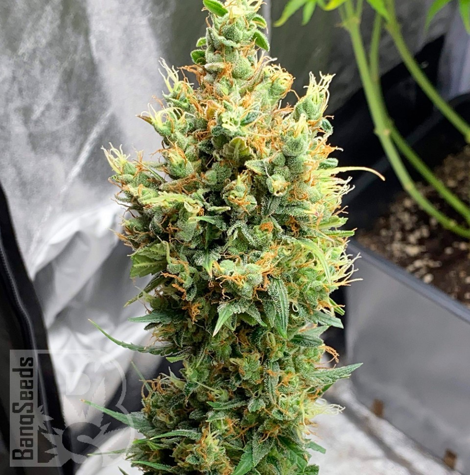 Семена марихуаны Neville's Haze feminised Ganja Seeds Семена марихуаны Neville's Haze feminised Ganja Seeds