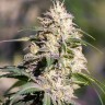 купить семена конопли в интернете Big Bud feminised купить семена конопли в интернете Big Bud feminised