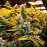 купить семена конопли аутдор Big Bud feminised купить семена конопли аутдор Big Bud feminised