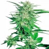 купить семена конопли элитных сортов Big Bud feminised купить семена конопли элитных сортов Big Bud feminised