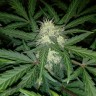 семена конопли скороспелый купить Auto Blue Amnesia feminised семена конопли скороспелый купить Auto Blue Amnesia feminised