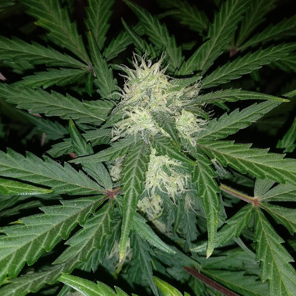 семена конопли скороспелый купить Auto Blue Amnesia feminised семена конопли скороспелый купить Auto Blue Amnesia feminised
