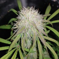 Auto Blue Amnesia feminised Ganja Seeds