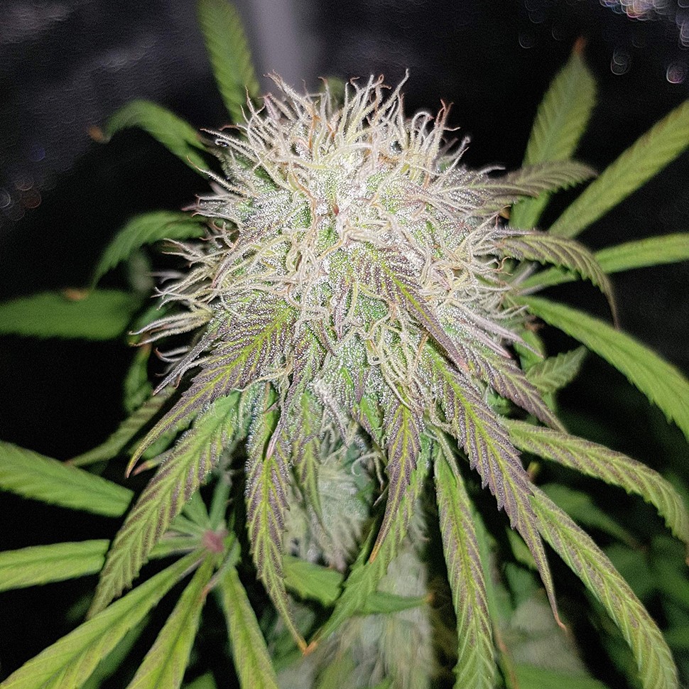 Семена конопли Auto Blue Amnesia feminised Ganja Seeds