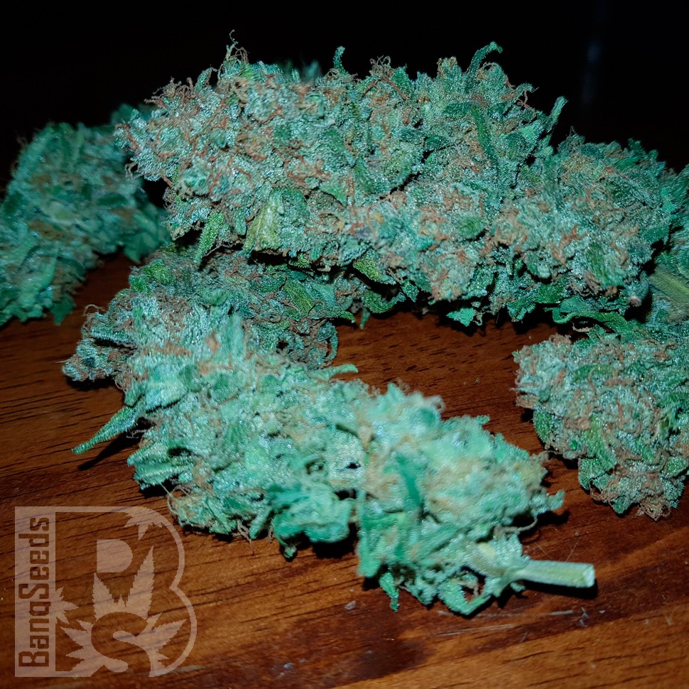 Auto Sweet Trainwreck feminised Ganja Seeds заказать Auto Sweet Trainwreck feminised Ganja Seeds заказать