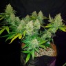 Auto Sweet Trainwreck feminised Ganja Seeds купить Auto Sweet Trainwreck feminised Ganja Seeds купить