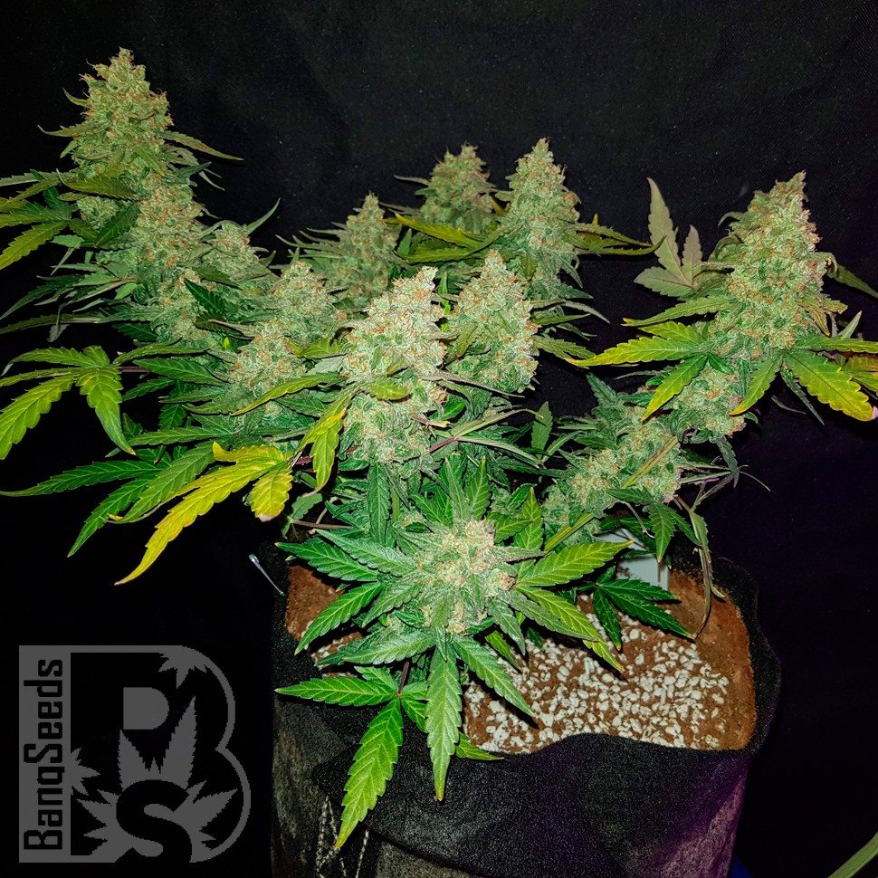 Auto Sweet Trainwreck feminised Ganja Seeds купить Auto Sweet Trainwreck feminised Ganja Seeds купить