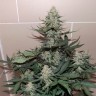 Семена Auto Sweet Trainwreck feminised Ganja Seeds Семена Auto Sweet Trainwreck feminised Ganja Seeds