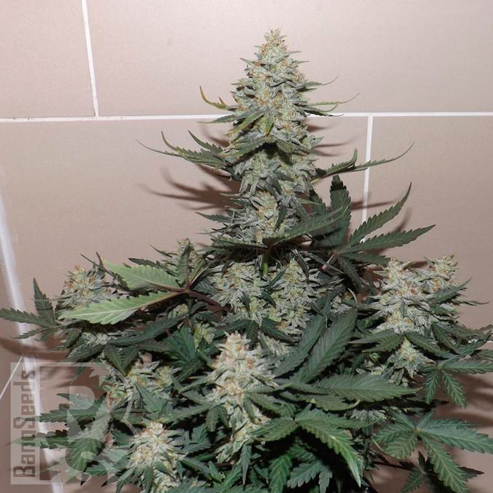 Семена Auto Sweet Trainwreck feminised Ganja Seeds