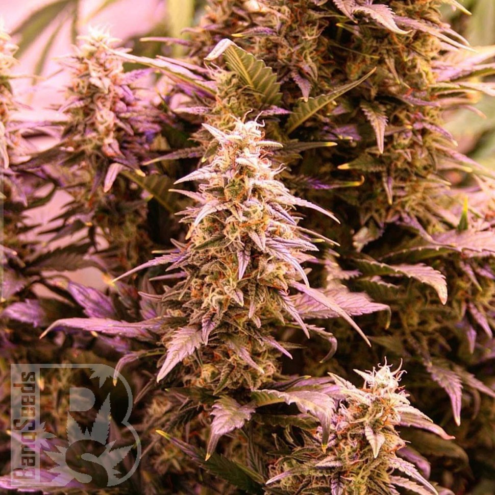 Семена ганжа New York Diesel CBD feminised Ganja Seeds