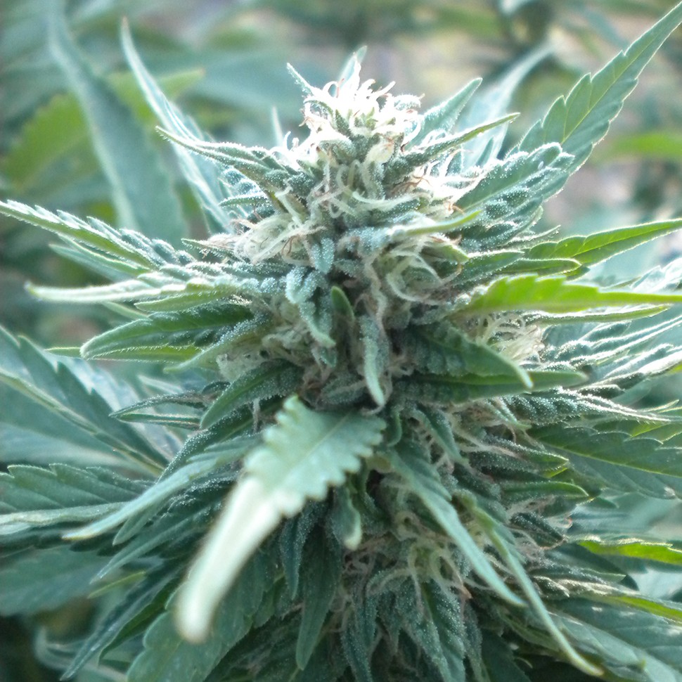 Семена конопли AK 48 feminised Ganja Seeds
