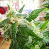 Семена конопли AK 48 feminised Ganja Seeds Семена конопли AK 48 feminised Ganja Seeds
