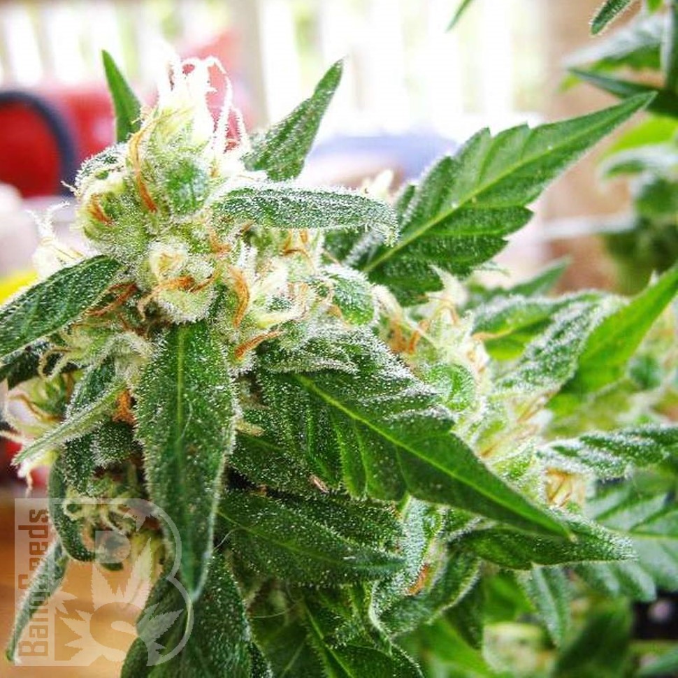 Семена конопли AK 48 feminised Ganja Seeds Семена конопли AK 48 feminised Ganja Seeds