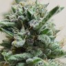 Семена конопли AK 48 feminised Ganja Seeds Семена конопли AK 48 feminised Ganja Seeds