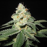Auto Great White Shark regular Ganja Seeds