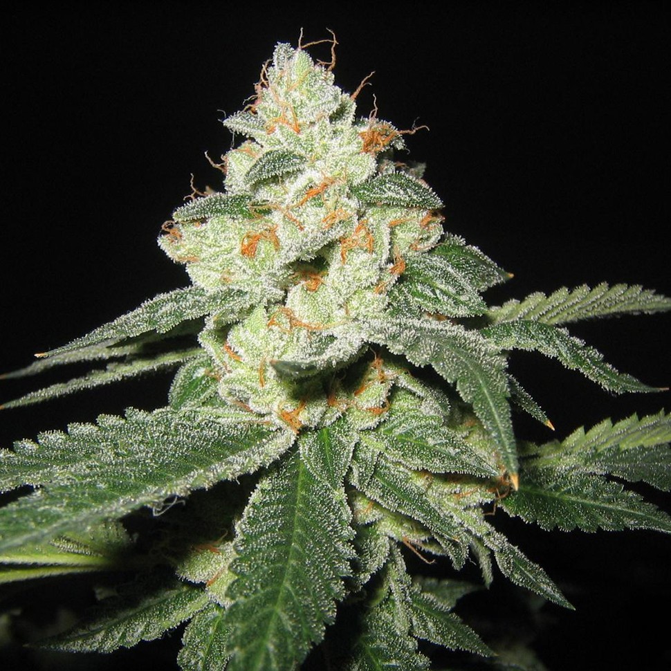 Семена марихуаны Auto Great White Shark regular Ganja Seeds
