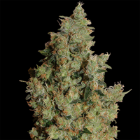 Tangerine feminised Ganja Seeds