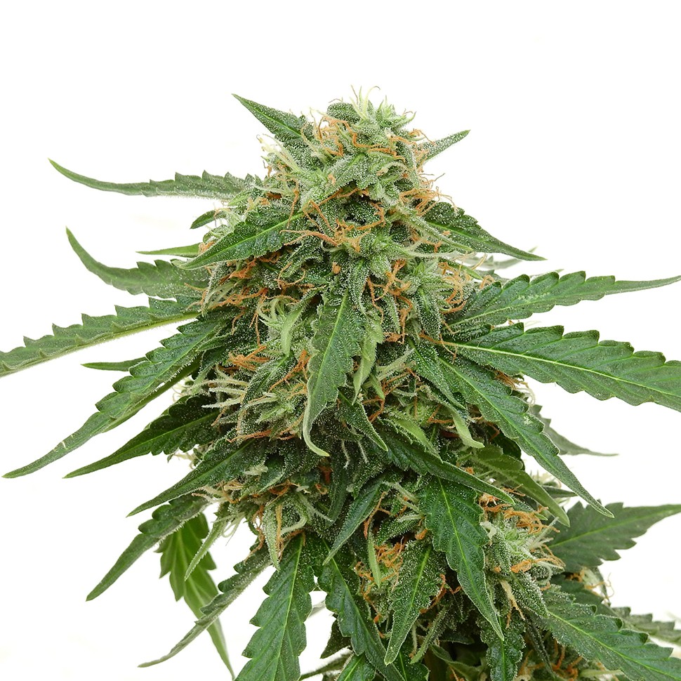 купить семена сортовой конопли Tangerine feminised купить семена сортовой конопли Tangerine feminised