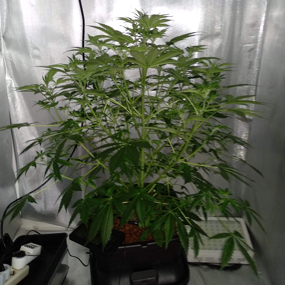 купить семена конопли f1 в оригинальной упаковке Tangerine feminised купить семена конопли f1 в оригинальной упаковке Tangerine feminised