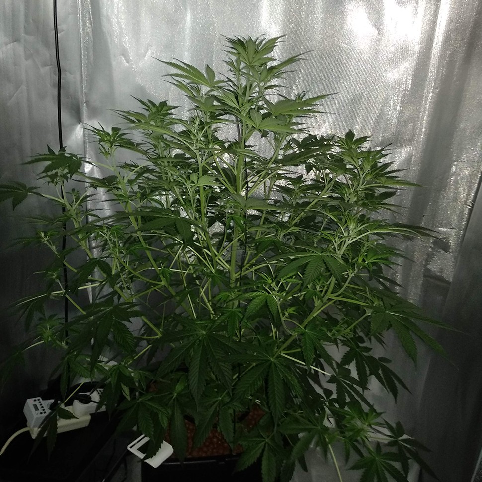 купить семена конопли интернет магазин Tangerine feminised купить семена конопли интернет магазин Tangerine feminised