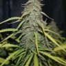 заказать семена конопли Tangerine feminised заказать семена конопли Tangerine feminised
