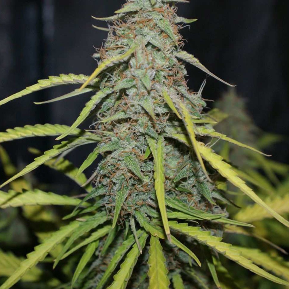 заказать семена конопли Tangerine feminised заказать семена конопли Tangerine feminised