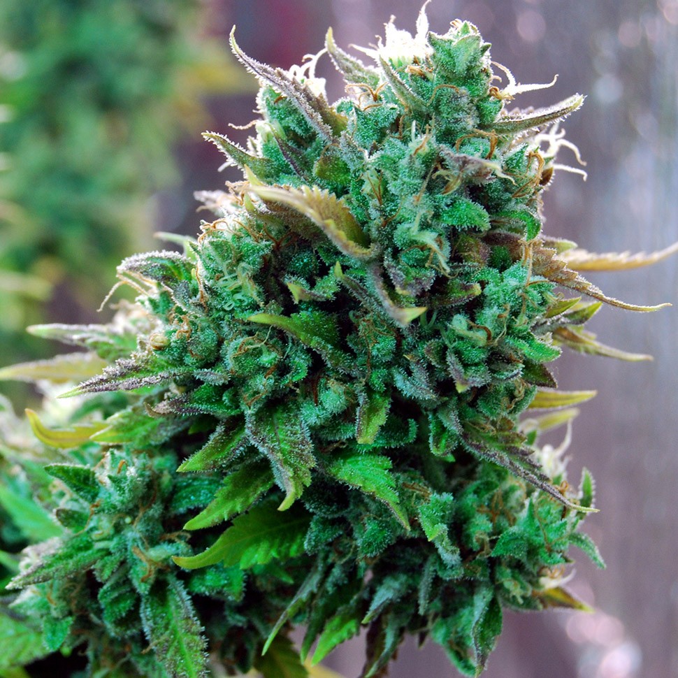 заказать семена конопли почтой Tangerine feminised заказать семена конопли почтой Tangerine feminised