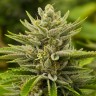 заказать на сайте семена конопли Tangerine feminised заказать на сайте семена конопли Tangerine feminised
