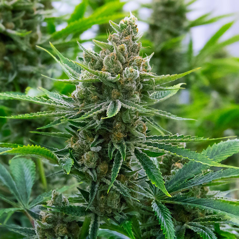 где можно заказать семена конопли Tangerine feminised где можно заказать семена конопли Tangerine feminised