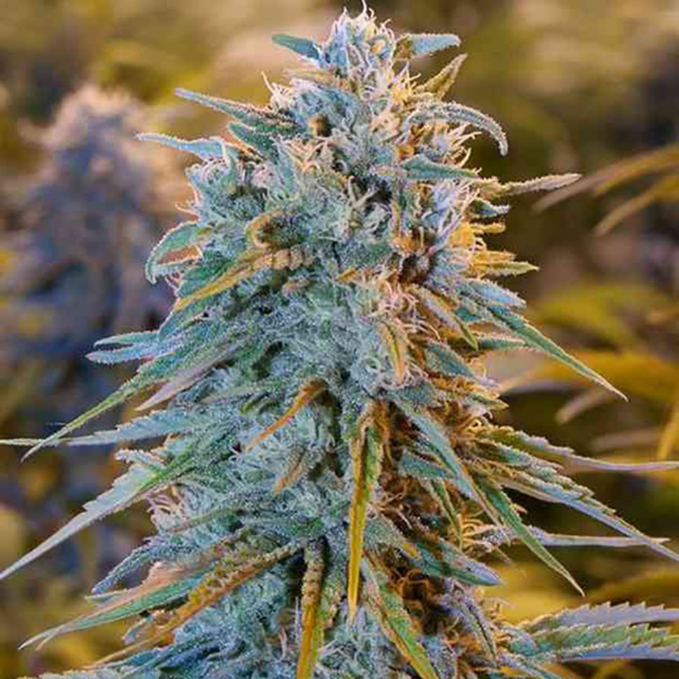 Семена каннабиса Auto Blue Dream feminised Ganja Seeds