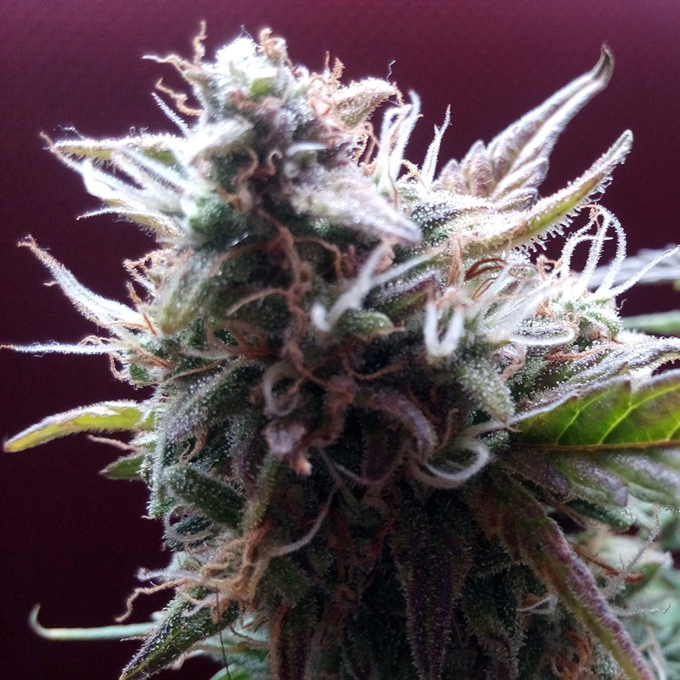 купить семена конопли Auto Blueberry Bliss feminised купить семена конопли Auto Blueberry Bliss feminised