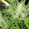 Купить Auto UK Cheese feminised Ganja Seeds Купить Auto UK Cheese feminised Ganja Seeds