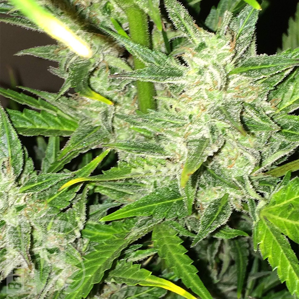 Купить Auto UK Cheese feminised Ganja Seeds Купить Auto UK Cheese feminised Ganja Seeds