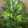 Семки Auto UK Cheese feminised Ganja Seeds Семки Auto UK Cheese feminised Ganja Seeds