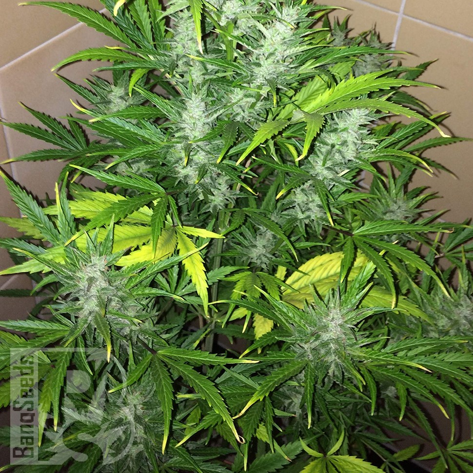 Семки Auto UK Cheese feminised Ganja Seeds Семки Auto UK Cheese feminised Ganja Seeds
