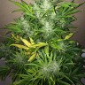 Семена Auto UK Cheese feminised Ganja Seeds Семена Auto UK Cheese feminised Ganja Seeds
