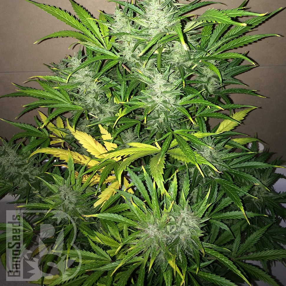 Семена конопли Auto UK Cheese feminised Ganja Seeds