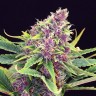 Семена марихуаны Purple OG feminised Ganja Seeds Семена марихуаны Purple OG feminised Ganja Seeds