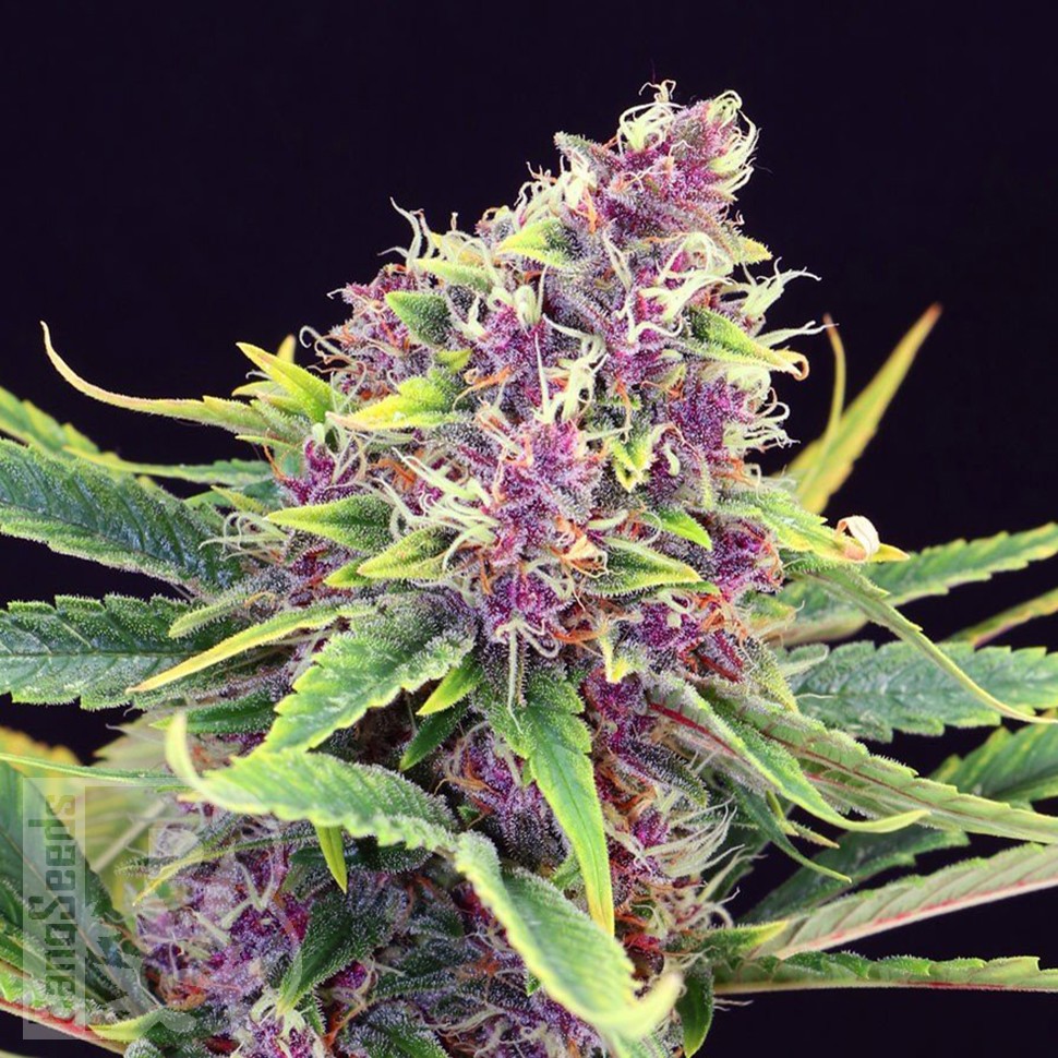 Семена марихуаны Purple OG feminised Ganja Seeds
