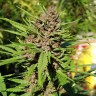 Семена марихуаны Purple OG feminised Ganja Seeds Семена марихуаны Purple OG feminised Ganja Seeds