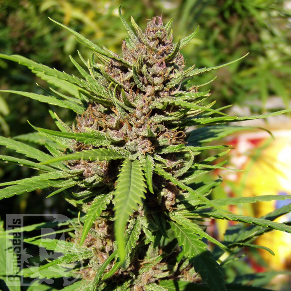 Семена марихуаны Purple OG feminised Ganja Seeds Семена марихуаны Purple OG feminised Ganja Seeds