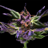 Семена марихуаны Purple OG feminised Ganja Seeds Семена марихуаны Purple OG feminised Ganja Seeds