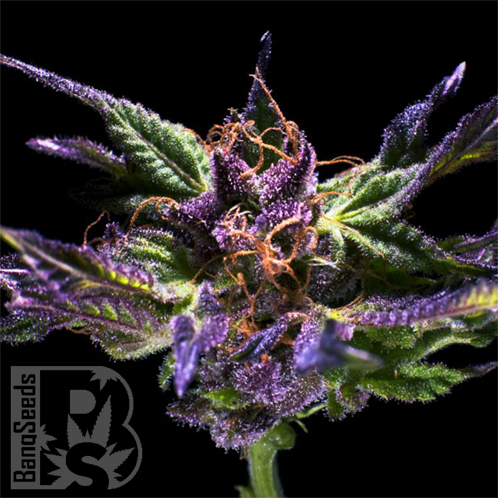 Семена марихуаны Purple OG feminised Ganja Seeds Семена марихуаны Purple OG feminised Ganja Seeds