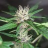 Семена марихуаны Purple OG feminised Ganja Seeds Семена марихуаны Purple OG feminised Ganja Seeds