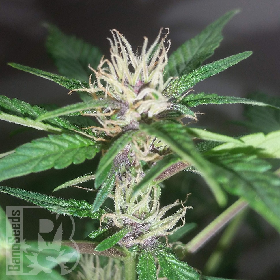 Семена марихуаны Purple OG feminised Ganja Seeds Семена марихуаны Purple OG feminised Ganja Seeds