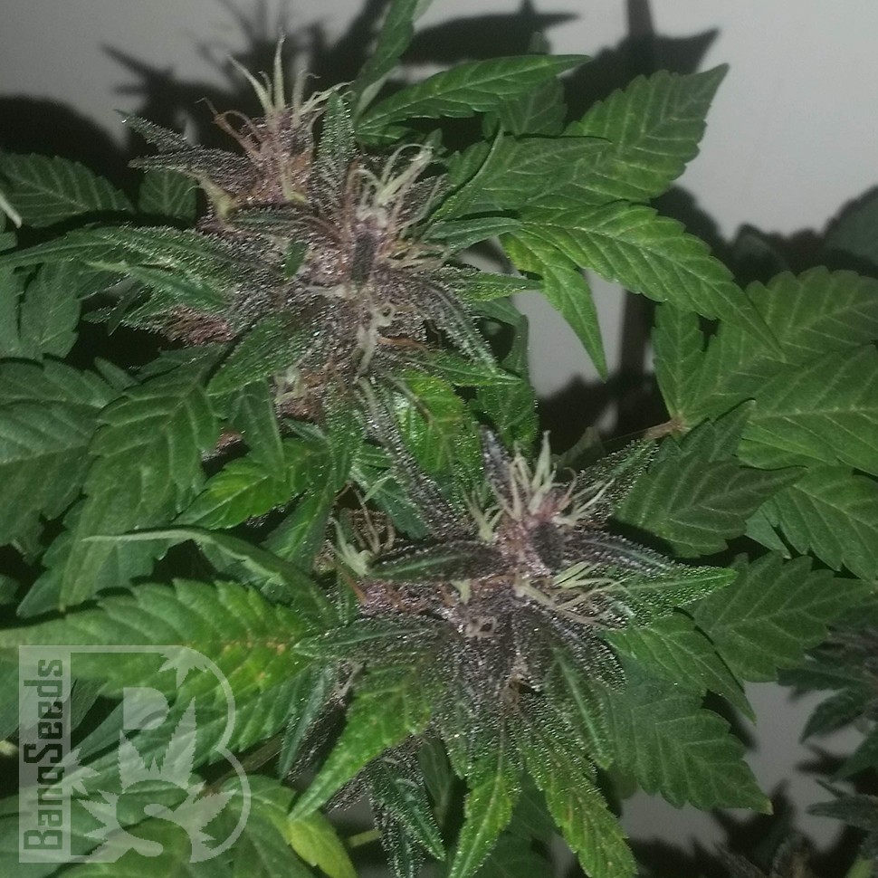 Семена марихуаны Purple OG feminised Ganja Seeds Семена марихуаны Purple OG feminised Ganja Seeds