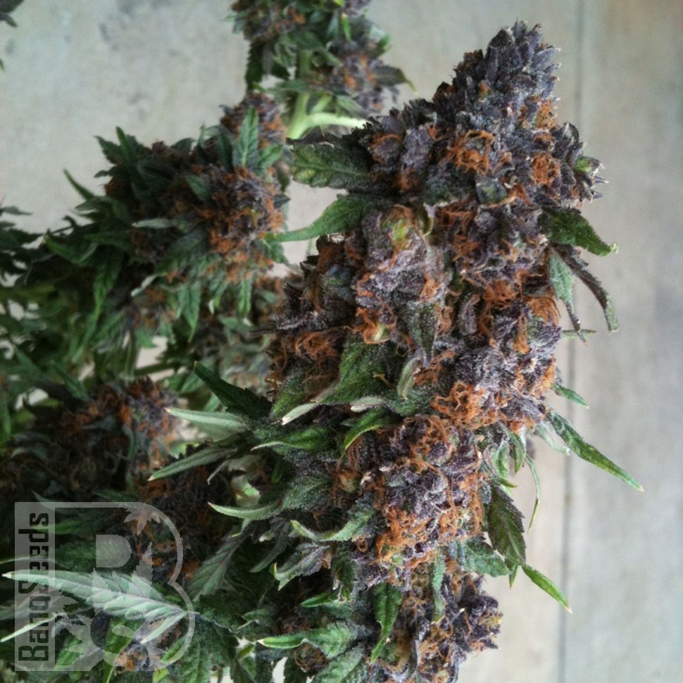 Семена марихуаны Purple OG feminised Ganja Seeds Семена марихуаны Purple OG feminised Ganja Seeds