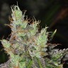 Семена марихуаны Purple OG feminised Ganja Seeds Семена марихуаны Purple OG feminised Ganja Seeds