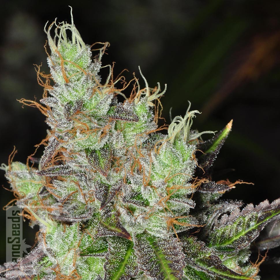 Семена марихуаны Purple OG feminised Ganja Seeds Семена марихуаны Purple OG feminised Ganja Seeds
