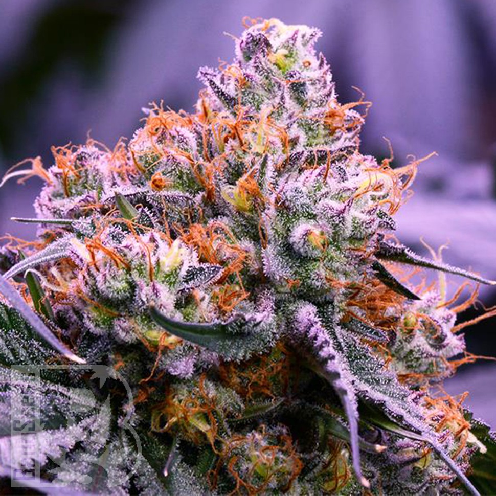 Семена марихуаны Purple OG feminised Ganja Seeds Семена марихуаны Purple OG feminised Ganja Seeds